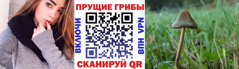 сколько стоит  Тайшет  Псилоцибиновые грибы прущие грибы 